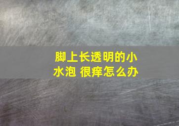 脚上长透明的小水泡 很痒怎么办